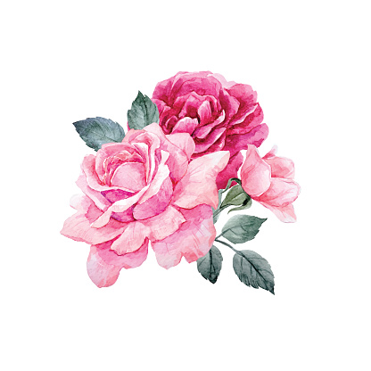 Beautiful vector composition with hand drawn watercolor roses on transparent background