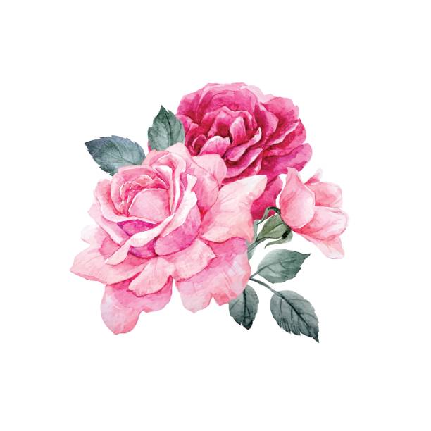 Watercolor vector roses composition Beautiful vector composition with hand drawn watercolor roses on transparent background transparent background image pictures stock illustrations