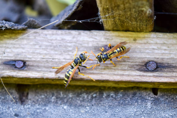 istock Two wasps polists sit opposite each other in a shed. 699862720