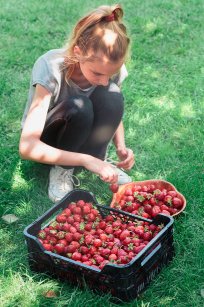 istock Girl putting picked strawberries to a bowl 699864140
