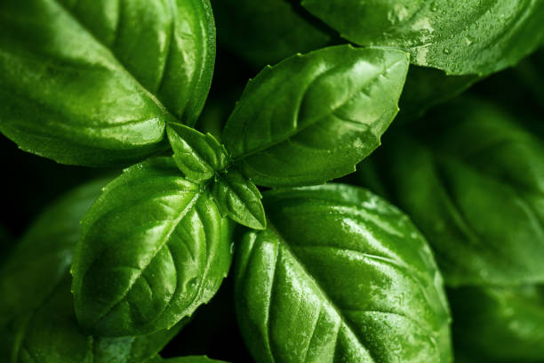 istock Closeup of tasty beautiful basil. Selective Focus. 699870200
