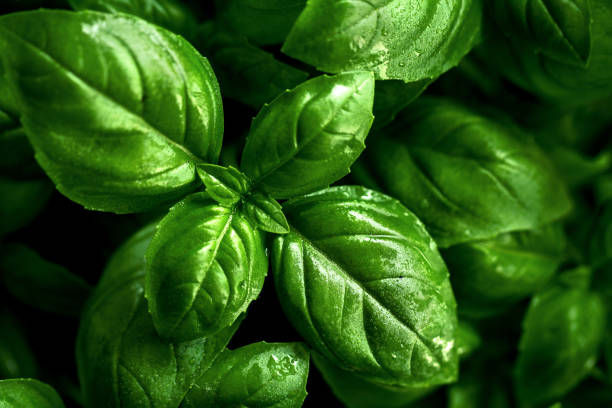 istock Closeup of tasty beautiful basil. Selective Focus. 699871494