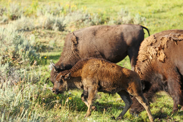 istock Young Bison Calf in Yellowstone National Park 699871902