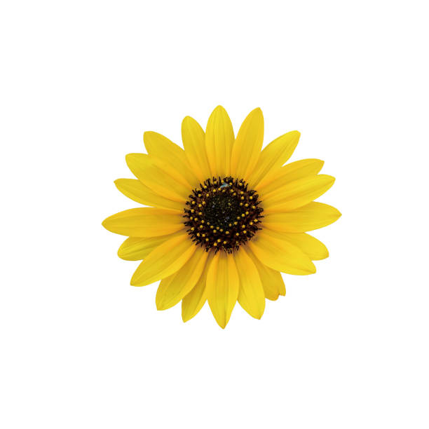 istock Yellow sunflower isolated on white background 699872244