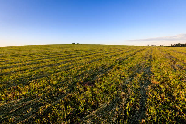 istock Cultivated land in the countryside on a summer. 699874664