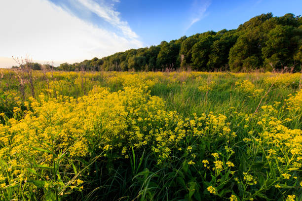 istock Field with yellow cinder flowers, trees and cloudy sky background 699878268