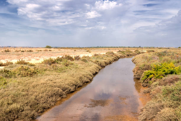 istock Marshes of Huelva 699878658