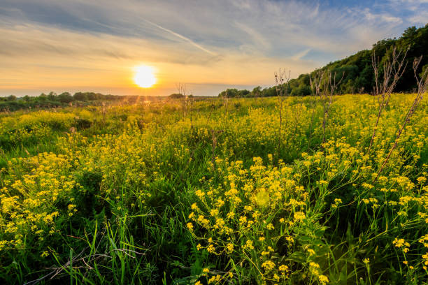 istock Sunrise above the river at summer with cloudy sky background. 699878716
