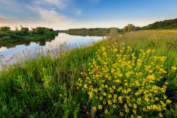 istock Evening above the river at summer with cloudy sky background. 699878728
