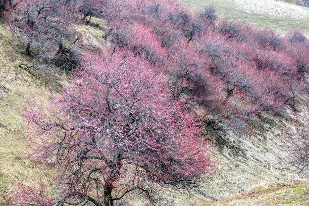istock blooming beautiful Apricot Valley 699878814