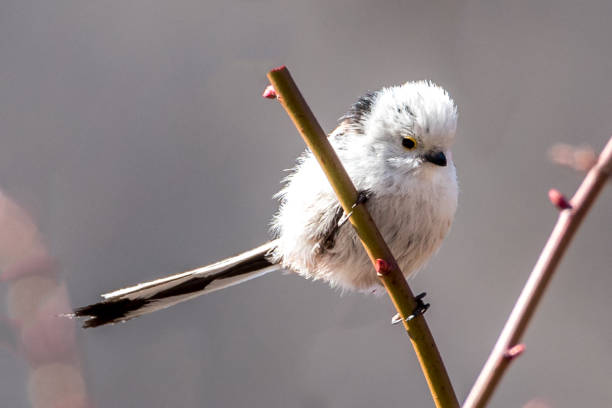 istock the Silver-throated Bushtit 699879182