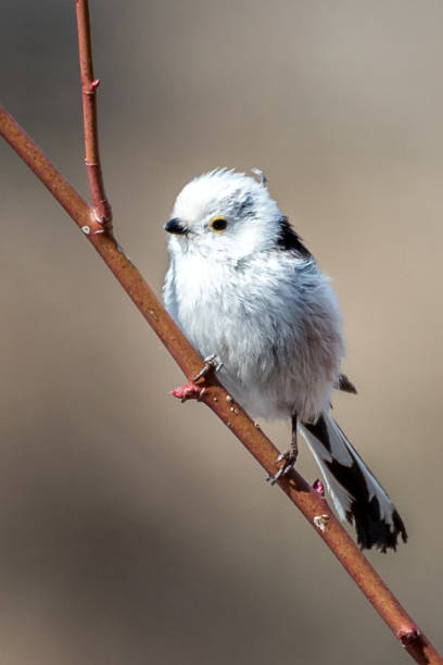 istock the Silver-throated Bushtit 699880382