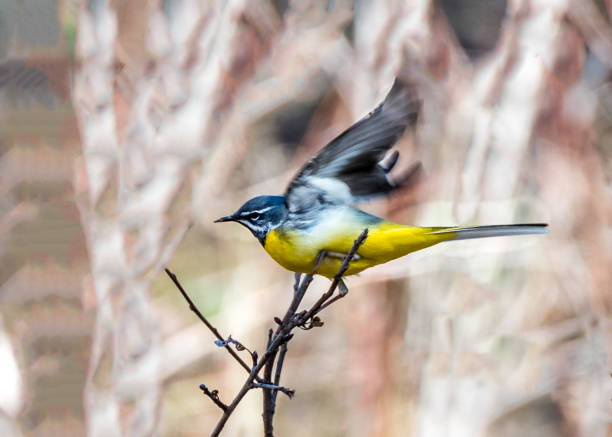 white wagtail attacking insect