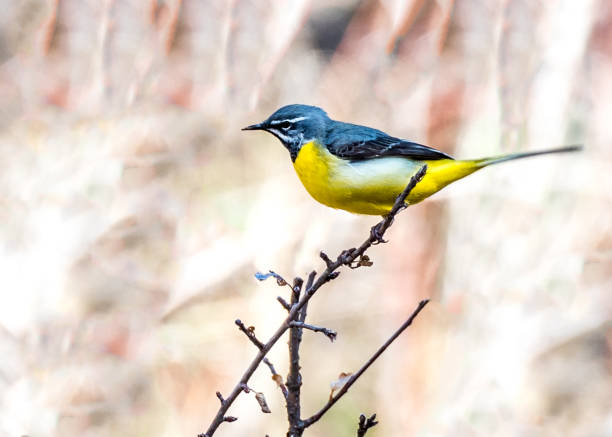 istock the Yellow-bellied Tit 699884300