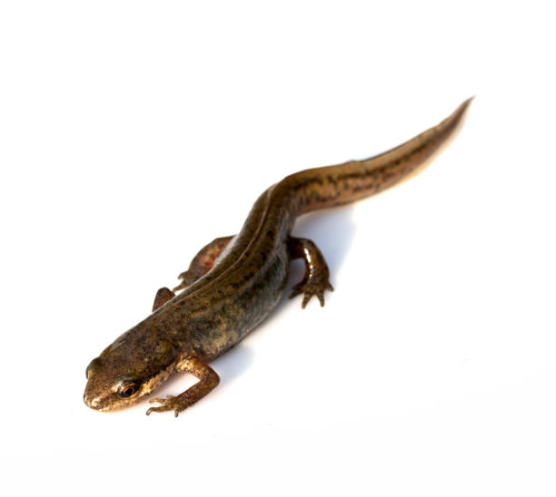 istock Close Up of Smooth Newt On White Background 699888068