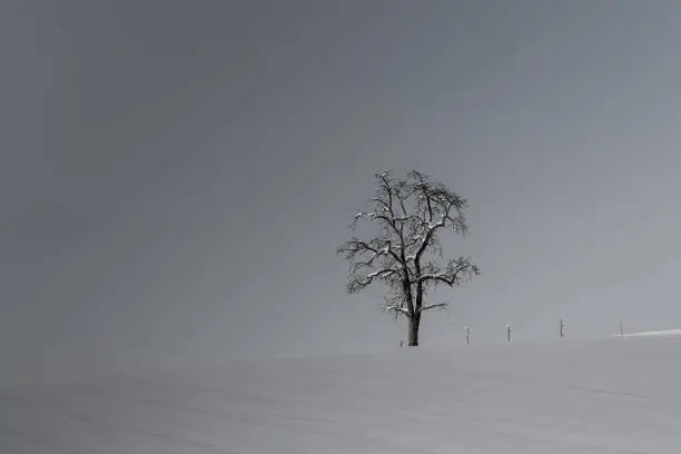 lonesome natural tree and fenceposts in winterlandscape with snow in black and white