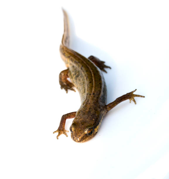 istock Close Up of Smooth Newt On White Background 699888406