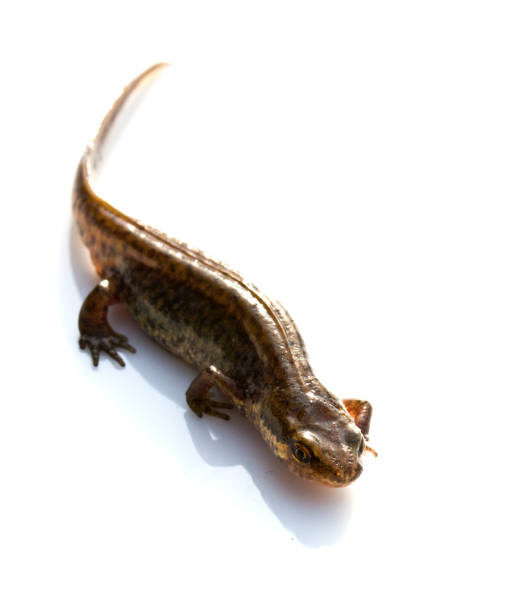 istock Close Up of Smooth Newt On White Background 699888616