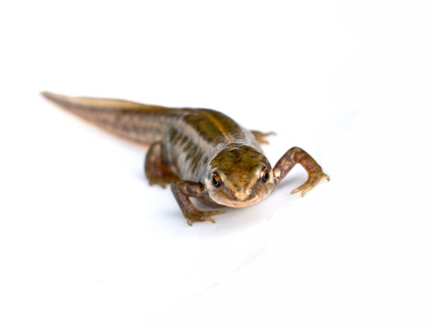 istock Close Up of Smooth Newt On White Background 699889318