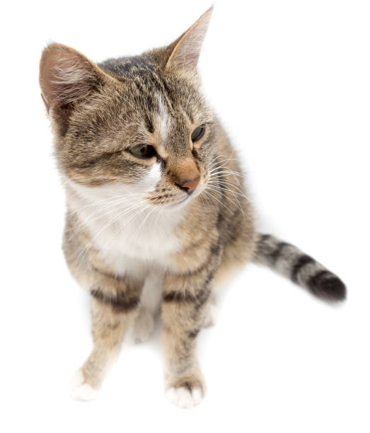 istock Portrait of a cat on a white background 699890866