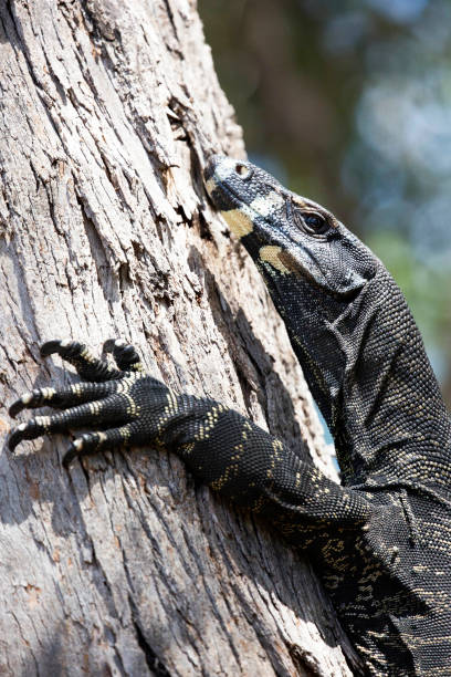 istock Lace monitor 699891524