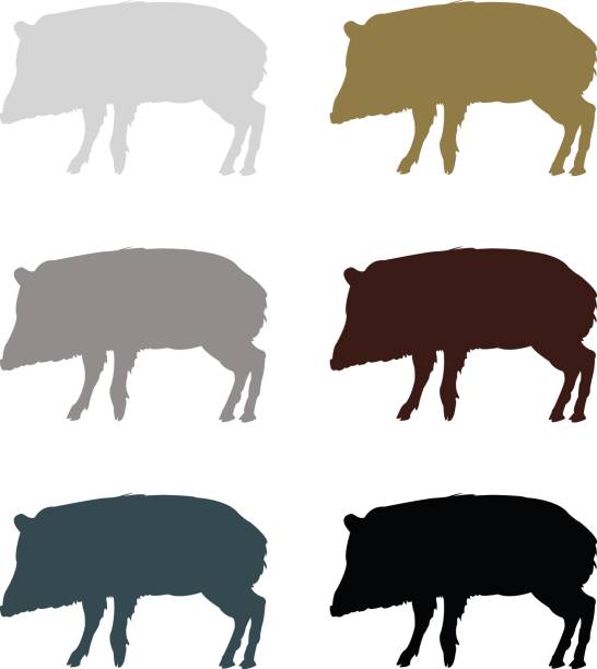 peccary silhouette - nabelschwein stock-grafiken, -clipart, -cartoons und -symbole