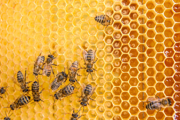 istock View of the working bees on the honeycomb 699945022