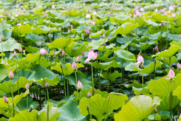 istock Beautiful lotus flowers. 699945688