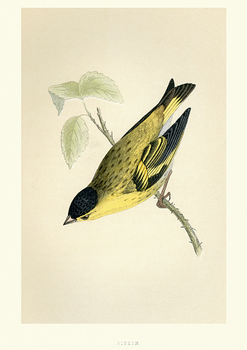 Vintange illustration of a Eurasian siskin (Spinus spinus) is a small passerine bird in the finch family Fringillidae. It is also called the European siskin, common siskin or just siskin. Francis Orpen Morris, A History of British Birds