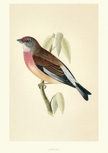 Vintange illustration of a common linnet (Linaria cannabina) is a small passerine bird of the finch family, Fringillidae. Francis Orpen Morris, A History of British Birds