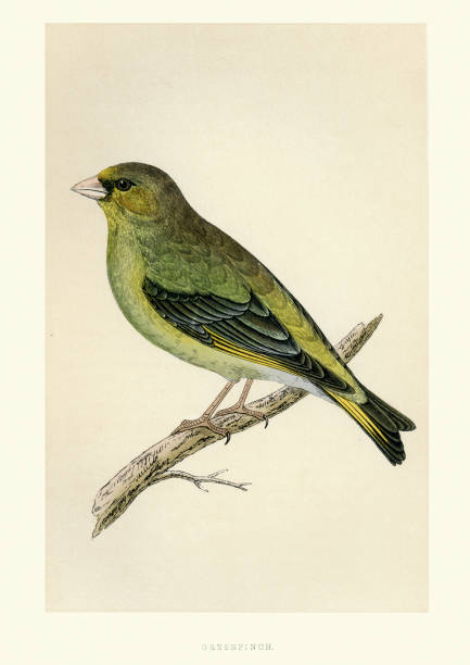 ilustraciones, imágenes clip art, dibujos animados e iconos de stock de historia natural - aves - verderón europeo - green finch