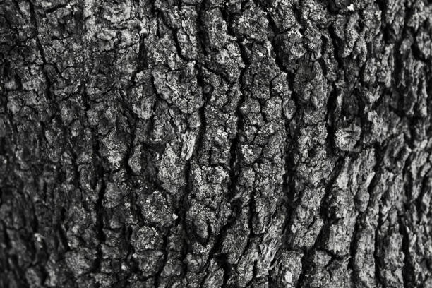 istock Oak tree bark texture. Oak tree background. Abstract texture and background for designers. Natural pattern. Organic Abstract texture. Macro view of oak bark texture. 699964922