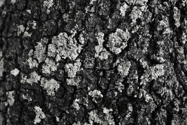 istock Oak tree bark texture. Oak tree background. Abstract texture and background for designers. Natural pattern. Organic Abstract texture. Macro view of oak bark texture. 699967114