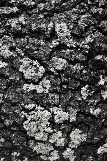 istock Oak tree bark texture. Oak tree background. Abstract texture and background for designers. Natural pattern. Organic Abstract texture. Macro view of oak bark texture. 699969288