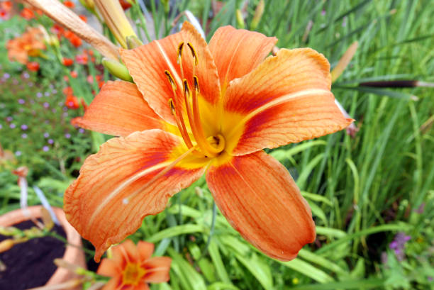 istock Daylily Flowers 699971660