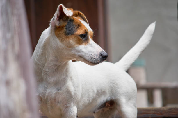 beautiful jack russell terrier on a wooden terrace. - terrier jack russell imagens e fotografias de stock