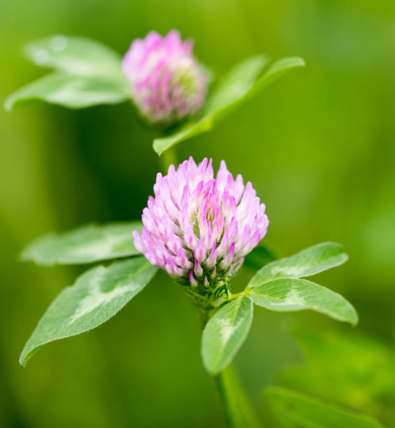 istock Beautiful flower on clover in nature 699974820