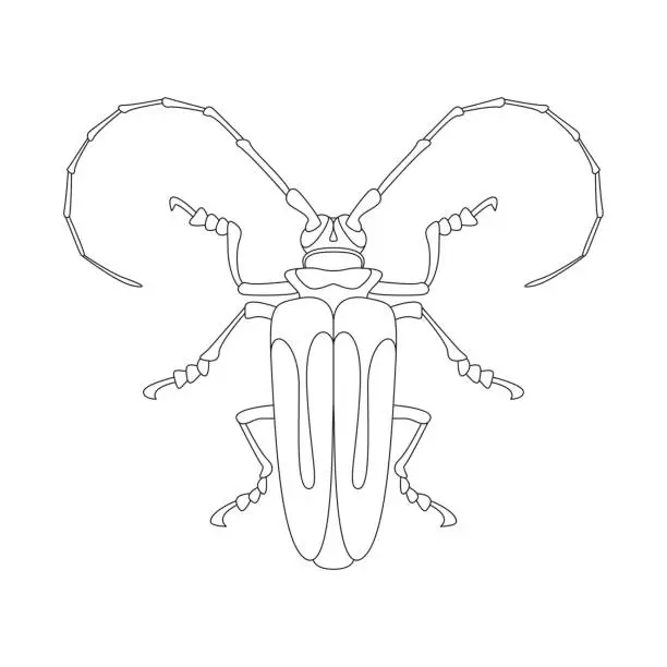 Vector illustration of Jewel Beetle Line Art