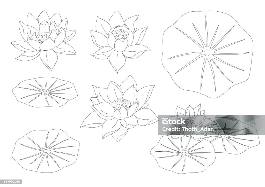 Lotus Flower Set Line Art Black and white line art of lotus flowers (water lily) and leaves. Lotus Water Lily stock vector