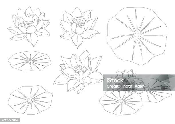 Lotus Flower Set Line Art Stock Illustration - Download Image Now - Lotus Water Lily, Illustration, Line Art