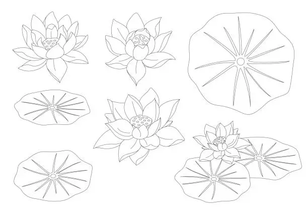 Vector illustration of Lotus Flower Set Line Art