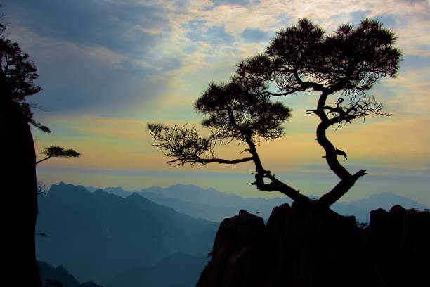istock Chinse pine tree growing on mountain peak 699992322