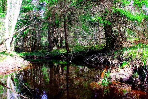 istock Landscape of forest area next to the river. 699996408