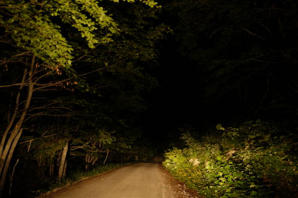 istock At night in the woods 699996792