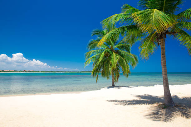 istock beautiful beach and tropical sea 699998706