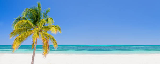 istock Palm tree on a beach in Cayo Levisa Cuba, panoramic background with copy space, travel concept 700036406