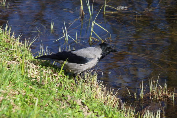 istock The hooded crow is closely watching 700072366