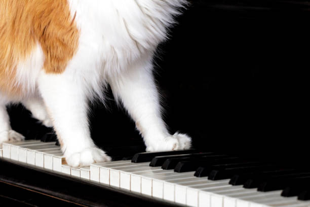 istock Paws of red cat on piano keyboard 700073842