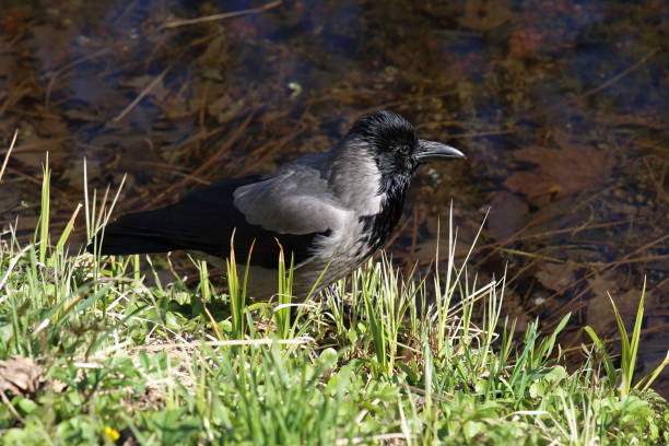 istock Corvus cornix. Grey crow summer day by the water 700074218