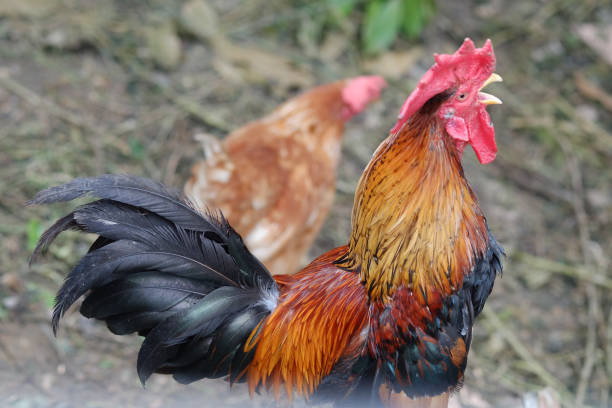 istock Chickens with a rooster walking around in the chicken coop 700077570
